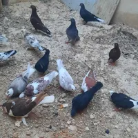 کبوتر .دیر