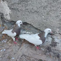 کبوتر طوق