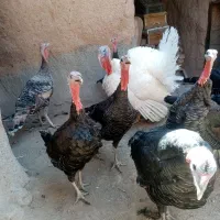 بوقلمون|حیوانات مزرعه|میان جلگه, |دیوار
