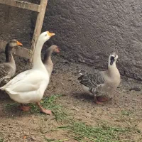 غوغاز چینی و غاز|حیوانات مزرعه|حمیدیه, |دیوار