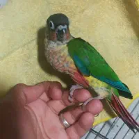 جوجه طوطی گرینچیک سرلاکی تا دونه خور گرین جیک|پرنده|بندرعباس, |دیوار