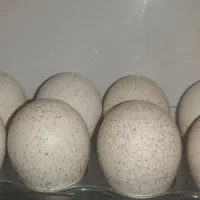 تخم بوقلمون خوراکی