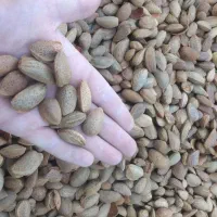 شکستن بادام گردو فندق هسته زردآلو و ...