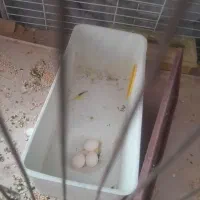 مرغ عشق مولد روتخم