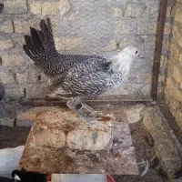 کود کفتر