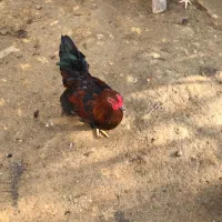 خروس زینتی کوشین|حیوانات مزرعه|بابل, |دیوار