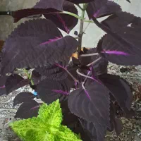 گل اگلونما پینک لیدی|گل و گیاه طبیعی|جوانرود, |دیوار