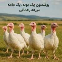 بیوtی بوقلمون|پرنده|اصفهان, سپاهان‌شهر|دیوار