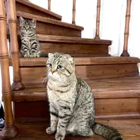 جفت گیری گربه نر|گربه|پرند, فاز ۴|دیوار