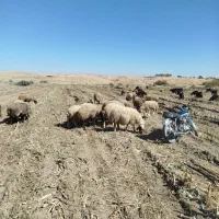 گوسفند جوان درجه یک