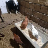 مرغ  طاقچه بز