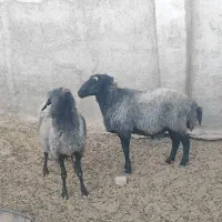 قوچ