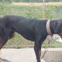 سگ دوبرمن نر رشت|سگ|ماسال, |دیوار