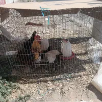 مرغ محلی تخم گذار با قفس