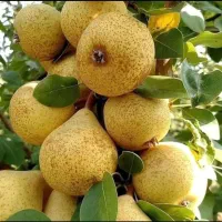 فروش نهال از خود خزانه بدون واسطه|خدمات باغبانی و درختکاری|زنجان, |دیوار