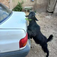 کهره نر