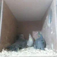 عروس هلندی|پرنده|زهک, |دیوار