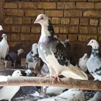 فروش انواع کبوتر یکجا|پرنده|اصفهان, کوی امیریه|دیوار