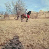 اسب نریان کرد خالص یورقه|اسب و تجهیزات اسب‌سواری|میانه, |دیوار