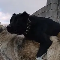 سگ سرابی گم شده