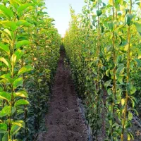 گلابی بیروتی ، درخت گلابی ، نهال،نهالستان در مشهد|خدمات باغبانی و درختکاری|مشهد, خواجه ربیع|دیوار