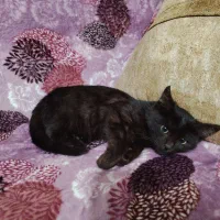 فروش بچه گربه خانگی|گربه|بستان آباد, |دیوار