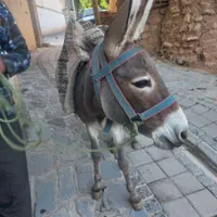 الاغ نر