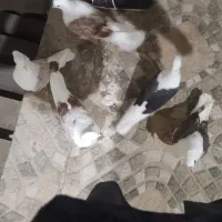 کبوتر|پرنده|خرمآباد, |دیوار