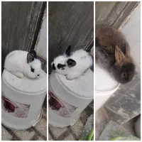 بچه خرگوش لوپ