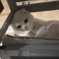 بریتیش اسکاتیش اصیل مو کوتاه سفید خالص