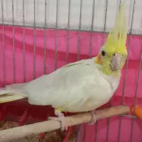 عروس هلندی|پرنده|تبریز, |دیوار