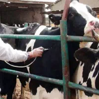 تزریق واکسن تب برفکی  هشدار به دامداران|خدمات آرایشگری و زیبایی|تربت‌حیدریه, حاجی یار‎|دیوار