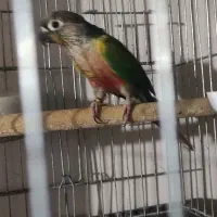 طوطی گرینچیک