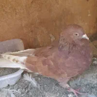 دوعددکبوتر