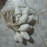 ریسه بلوطی ۷رنگ