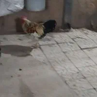 یک عدد خروس جوان