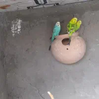 مرغ عشق و فنچ