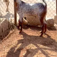 ناب و|حیوانات مزرعه|قم, انسجام|دیوار