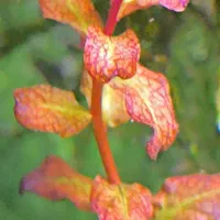 پک کامل گیاهان پلنت|ماهی|اراک, |دیوار