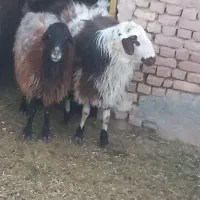 قوچ افشاری|حیوانات مزرعه|جلگه رخ, |دیوار