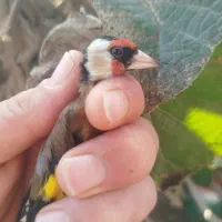 سهره نر|پرنده|لیسار, |دیوار