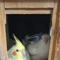 یه جفت عروس هلندی