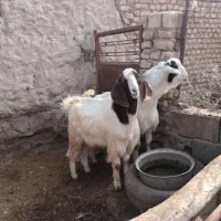 دوتا بزغاله نر چاق