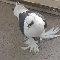 پرپا گلی تزئینی|پرنده|تربت‌حیدریه, رضاشهر|دیوار