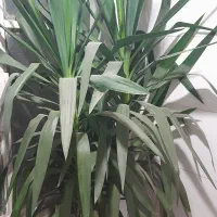 گل آپارتمانی نخل دو شاخه