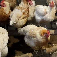 لوهمن اصیل با شناسه اصالت . مرندی. استرالوپ