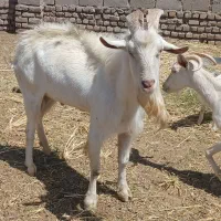 تکه فروشی