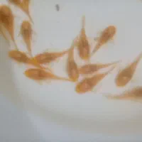 کت پوزه بوته ای باله کوتاه و بلند حلزون