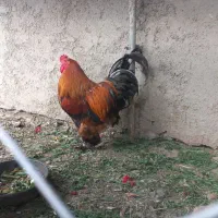 خروس جوان