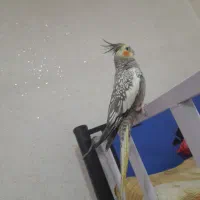 عروس هلندی|پرنده|قشم, |دیوار